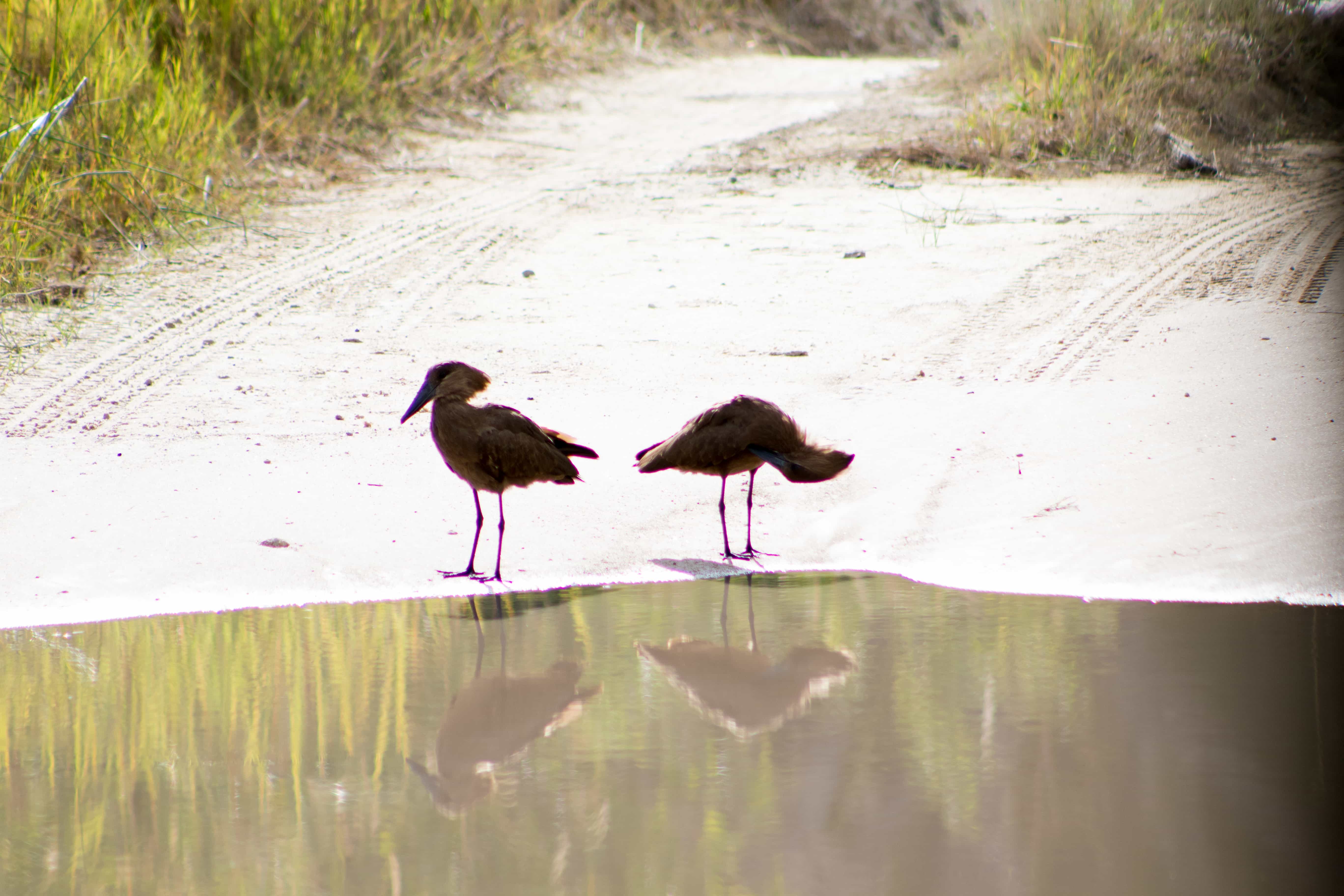 Moremi Game Reserve Botswana Tourism Organisation